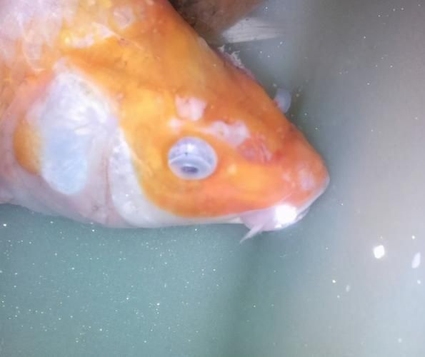 銀龍魚水霉病初期圖片【銀龍魚水霉病初期癥狀主要表現為體表出現灰白色棉絮狀覆蓋物】