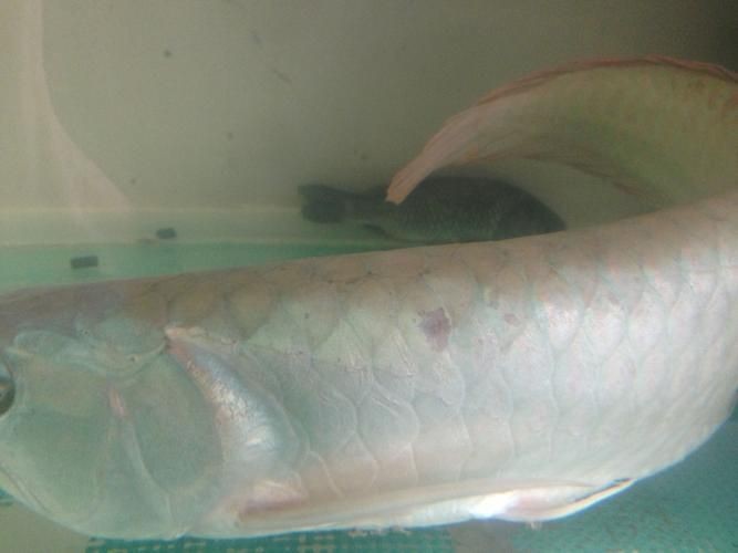 銀龍魚水霉病初期圖片【銀龍魚水霉病初期癥狀主要表現為體表出現灰白色棉絮狀覆蓋物】