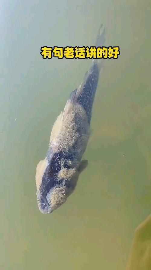 銀龍魚水霉病初期圖片【銀龍魚水霉病初期癥狀主要表現為體表出現灰白色棉絮狀覆蓋物】