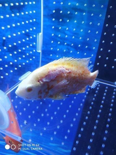 銀龍魚水霉病初期圖片【銀龍魚水霉病初期癥狀主要表現為體表出現灰白色棉絮狀覆蓋物】