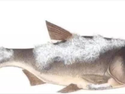 銀龍魚水霉病初期圖片【銀龍魚水霉病初期癥狀主要表現為體表出現灰白色棉絮狀覆蓋物】