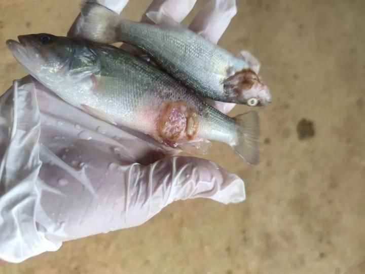 銀龍魚水霉病初期圖片【銀龍魚水霉病初期癥狀主要表現為體表出現灰白色棉絮狀覆蓋物】