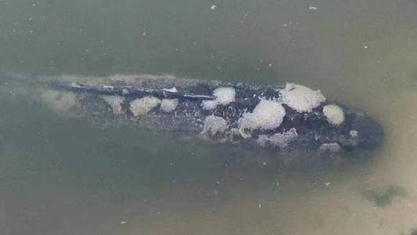 銀龍魚水霉病初期圖片【銀龍魚水霉病初期癥狀主要表現為體表出現灰白色棉絮狀覆蓋物】