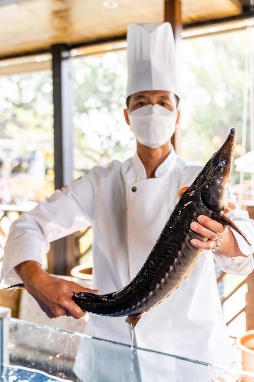 鮰龍魚圖片【興化漁民捕到一條鱘魚】