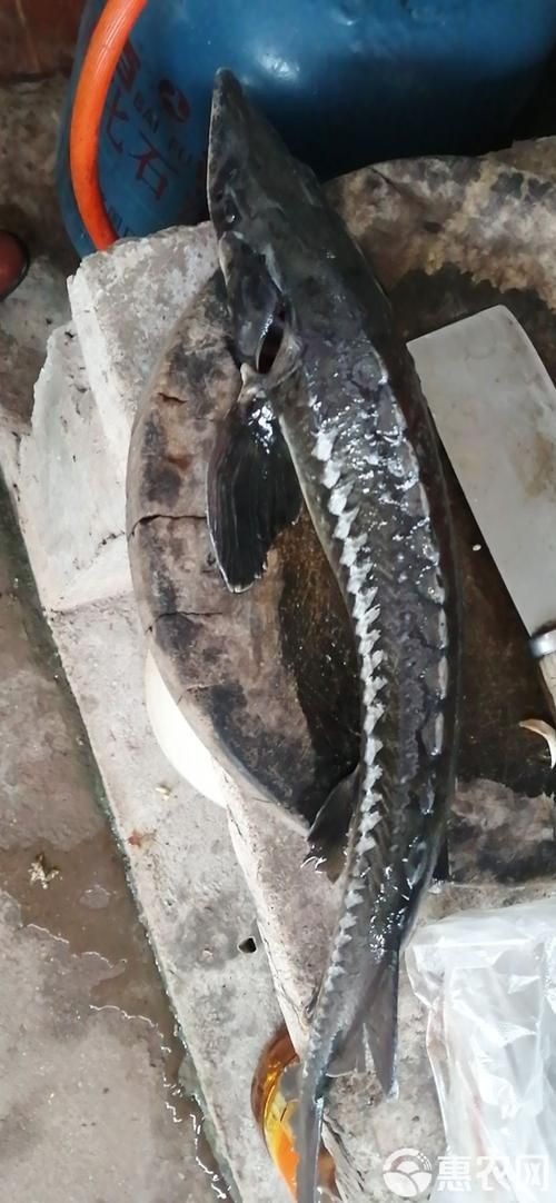 鮰龍魚圖片【興化漁民捕到一條鱘魚】