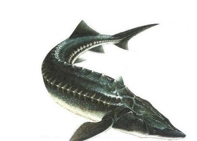 鮰龍魚圖片【興化漁民捕到一條鱘魚】