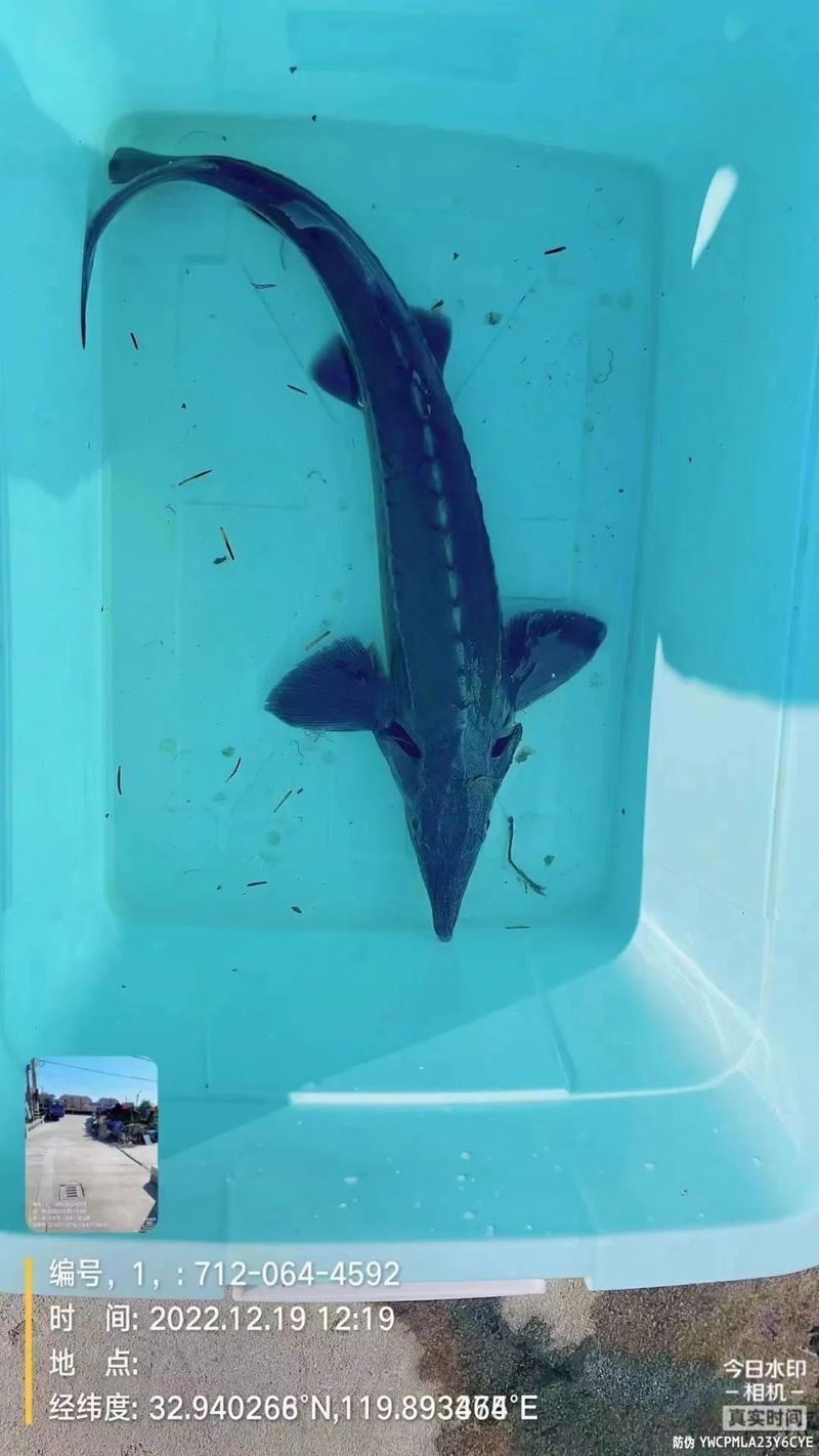 鮰龍魚圖片【興化漁民捕到一條鱘魚】