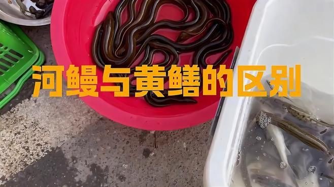 鰻魚和黃鱔是一種東西嗎【復禾健康，鰻魚和黃鱔是一種魚嗎】