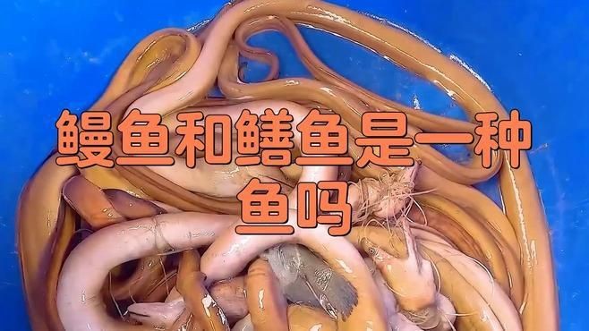 鰻魚和黃鱔是一種東西嗎【復禾健康，鰻魚和黃鱔是一種魚嗎】