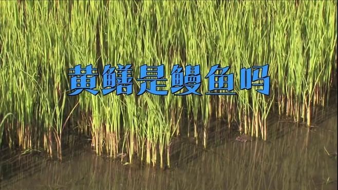 鰻魚和黃鱔是一種東西嗎【復禾健康，鰻魚和黃鱔是一種魚嗎】