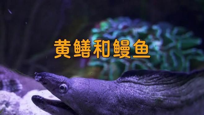 鰻魚和黃鱔是一種東西嗎【復禾健康，鰻魚和黃鱔是一種魚嗎】