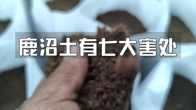 鹿沼土為什么不建議種【鹿沼土不能種的5種原因】 鹿沼土為什么不建議種【鹿沼土不能種的5種原因】 龍魚百科 第3張