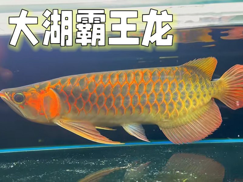 圣塔倫大湖紅龍多少錢【圣塔倫大湖紅龍魚大湖紅龍魚大湖紅龍的價格因素】