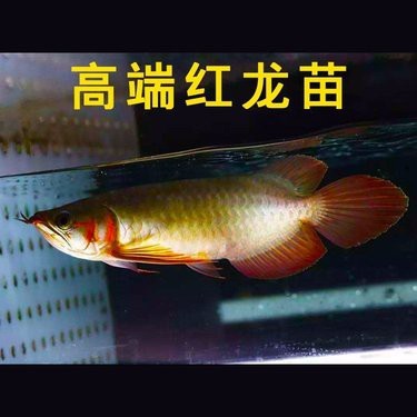 圣塔倫大湖紅龍多少錢【圣塔倫大湖紅龍魚大湖紅龍魚大湖紅龍的價格因素】