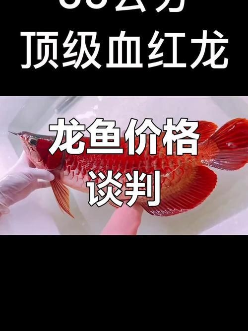 金龍魚圖片及價格【2025金龍魚食品大禮包產品配置與價格一覽表】
