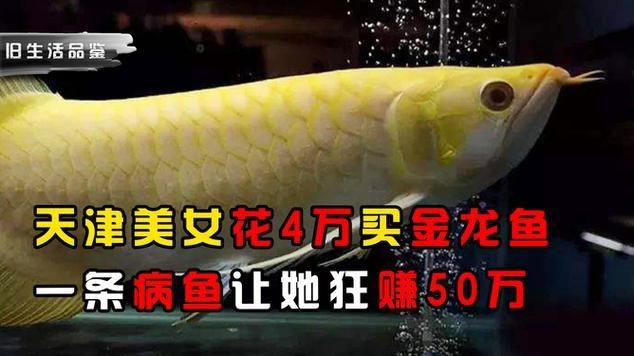 金龍魚圖片及價格【2025金龍魚食品大禮包產品配置與價格一覽表】