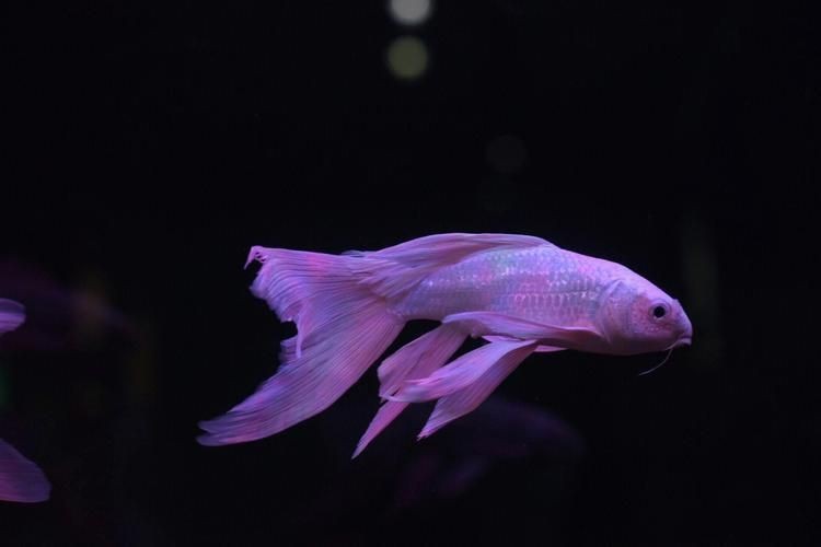 龍鳳綿鯉圖片【養(yǎng)魚說龍鳳錦鯉魚和蝴蝶錦鯉魚有啥區(qū)別辨別它們只需一招】