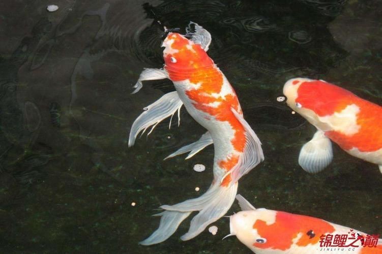 龍鳳綿鯉圖片【養(yǎng)魚說龍鳳錦鯉魚和蝴蝶錦鯉魚有啥區(qū)別辨別它們只需一招】