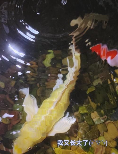龍鳳綿鯉圖片【養(yǎng)魚說龍鳳錦鯉魚和蝴蝶錦鯉魚有啥區(qū)別辨別它們只需一招】