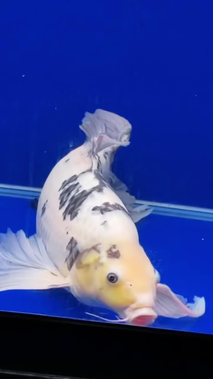 龍鳳綿鯉圖片【養(yǎng)魚說龍鳳錦鯉魚和蝴蝶錦鯉魚有啥區(qū)別辨別它們只需一招】