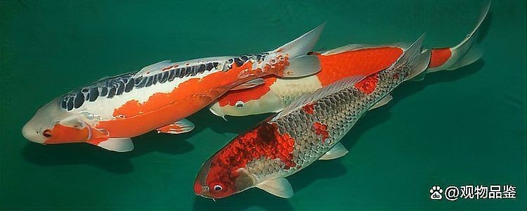 龍鳳綿鯉圖片【養(yǎng)魚說龍鳳錦鯉魚和蝴蝶錦鯉魚有啥區(qū)別辨別它們只需一招】