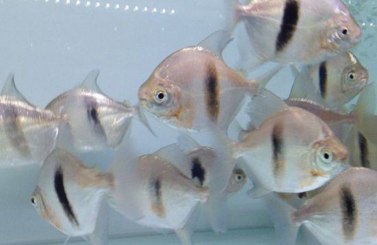 紅眼白子銀板魚長得快嗎【如何判斷紅眼白子銀板魚壽命有多長】 紅眼白子銀板魚長得快嗎【如何判斷紅眼白子銀板魚壽命有多長】 龍魚論壇 第7張