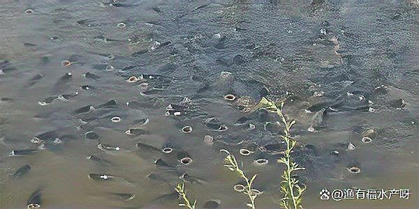 魚暗浮頭是什么原因【祺茂堂生物魚缺氧浮頭(暗浮頭)暗浮頭原因及防治措施】