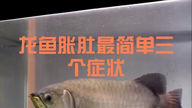 如何判斷龍魚是否患有腹水？【**龍魚腹水病的判斷和治療方法】