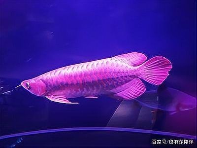 高錳酸鉀多大量能毒死魚【高錳酸鉀對(duì)魚的傷害有多大】