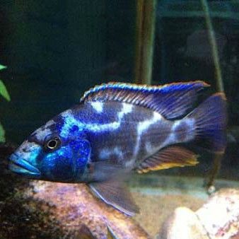 迷彩胡子魚能長多大【迷彩胡子魚的飼養(yǎng)方法】