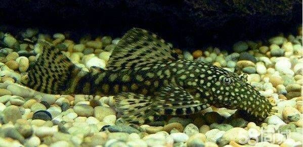 迷彩胡子魚能長多大【迷彩胡子魚的飼養(yǎng)方法】