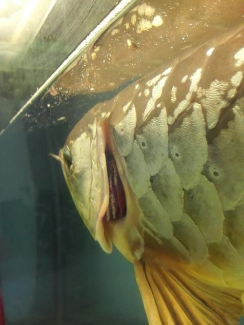 金龍魚常見病圖片【金龍魚水泡病如何防治】