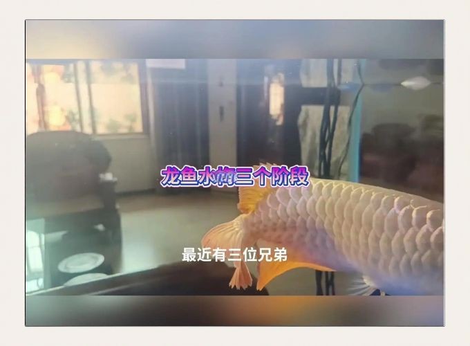金龍魚常見病圖片【金龍魚水泡病如何防治】