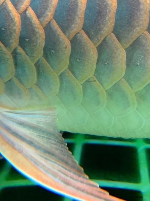 金龍魚常見病圖片【金龍魚水泡病如何防治】