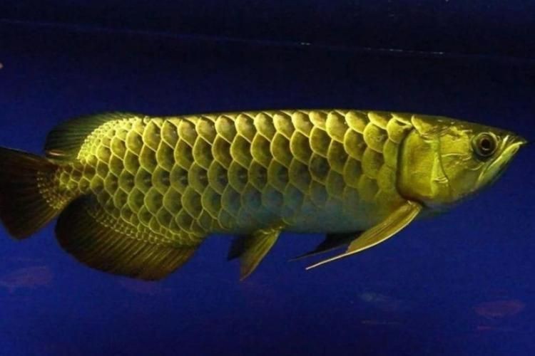 金龍魚常見病圖片【金龍魚水泡病如何防治】