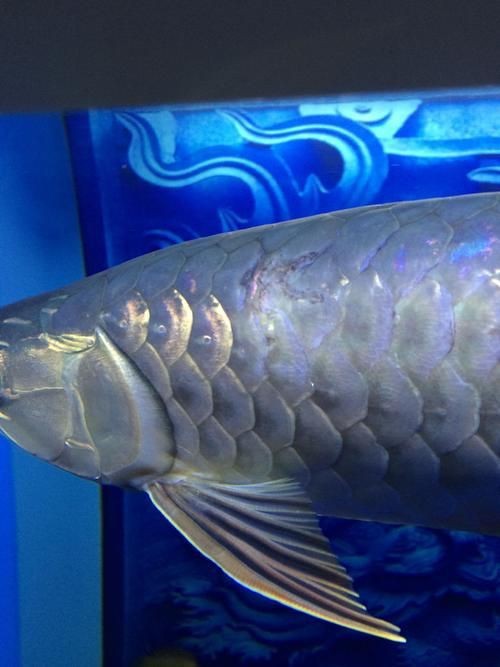 金龍魚常見病圖片【金龍魚水泡病如何防治】
