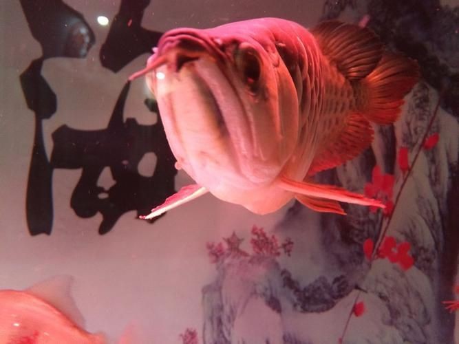 金龍魚常見病圖片【金龍魚水泡病如何防治】
