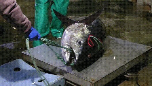 日本人最愛吃的10種魚【日本人最愛吃的10種魚，三文魚是常見之選】