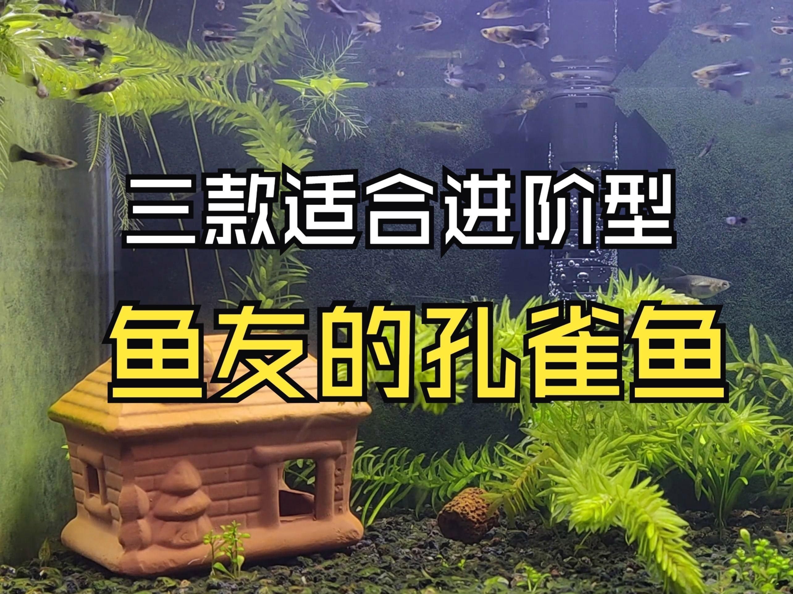 孔雀魚最好三個品種【嗶哩嗶哩新手必選!三種高性價比孔雀魚推薦幸運鵝】