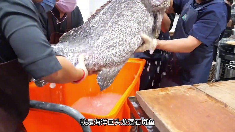 龍躉魚(yú)讀bo還是bai【“龍躉魚(yú)”的“躉”讀音是什么？】