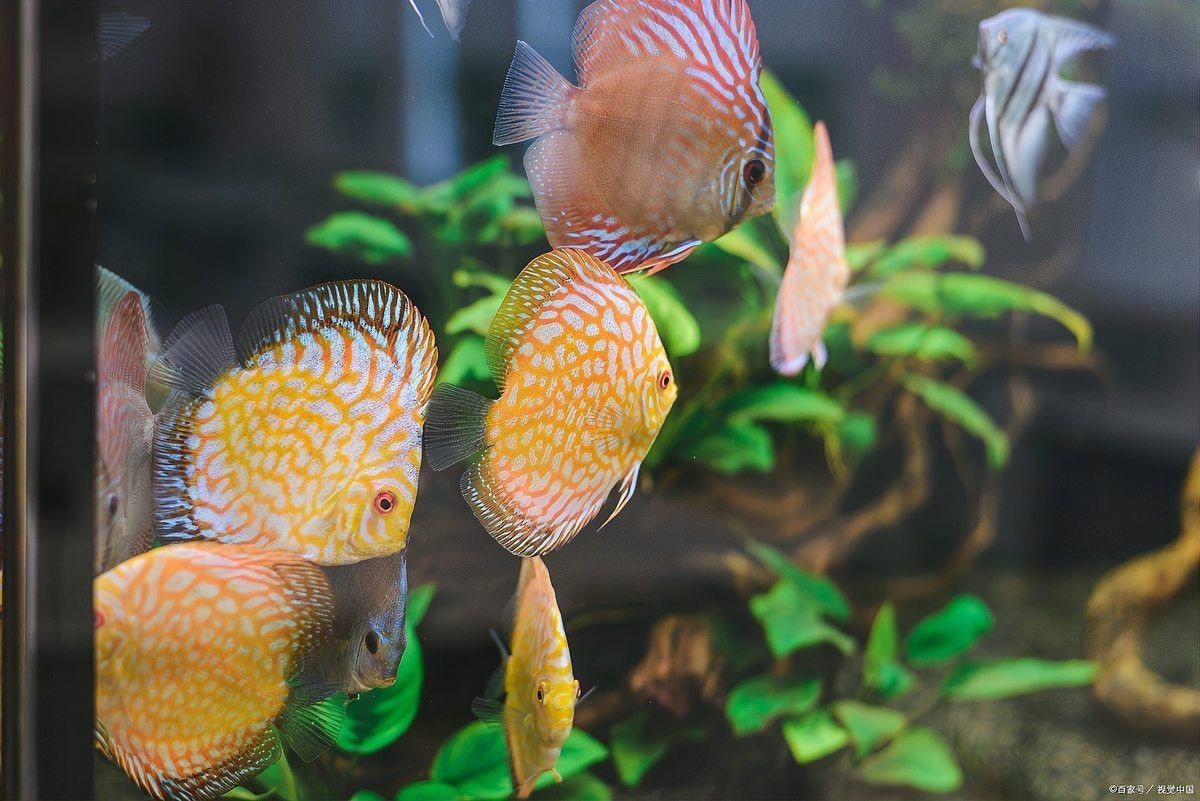 魚炸鱗肚子大怎么辦【魚炸鱗肚子大怎么辦只需這樣做讓你的魚恢復(fù)健康】