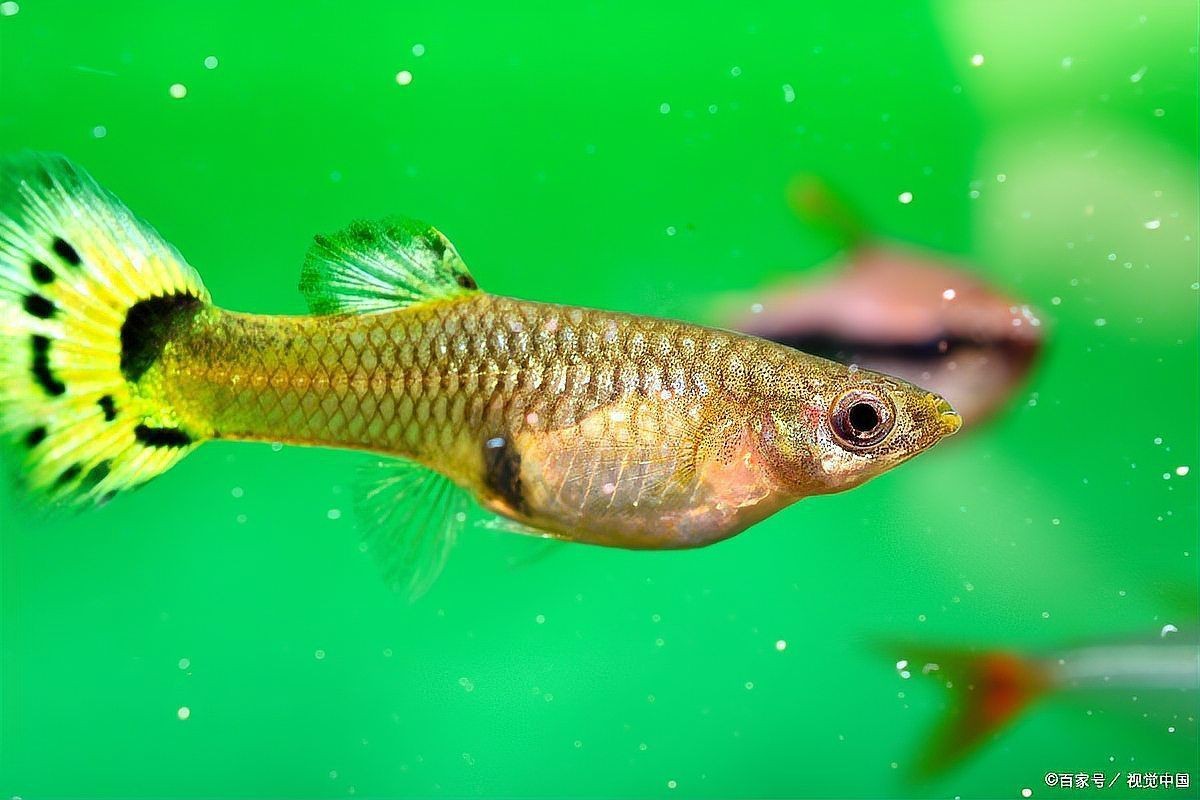 魚炸鱗肚子大怎么辦【魚炸鱗肚子大怎么辦只需這樣做讓你的魚恢復健康】
