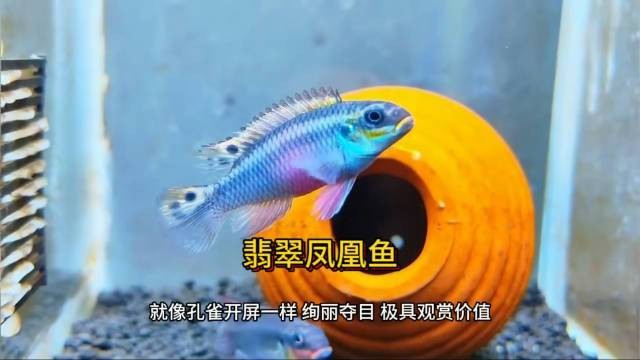 翡翠鳳凰魚能長多大【翡翠鳳凰魚的體型特征及飼養條件】