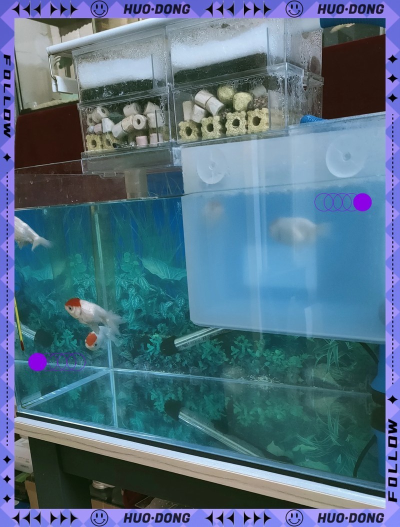 得了水霉病需要清缸嗎【養(yǎng)魚(yú)人的治療水霉病秘籍大揭秘!】