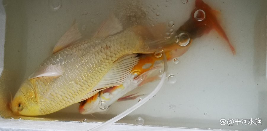 得了水霉病需要清缸嗎【養(yǎng)魚(yú)人的治療水霉病秘籍大揭秘!】