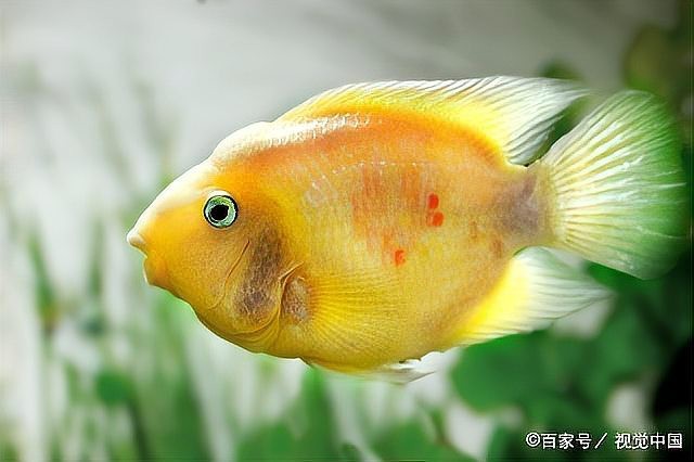 得了水霉病需要清缸嗎【養(yǎng)魚(yú)人的治療水霉病秘籍大揭秘!】