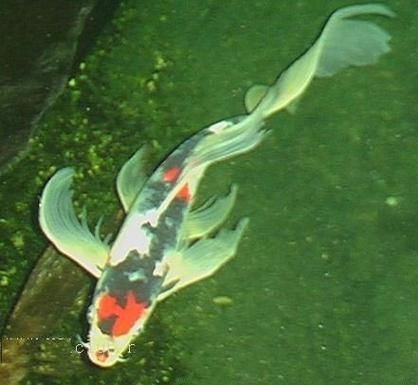 龍鳳錦鯉圖片【龍鳳錦鯉和蝴蝶鯉怎么區分】