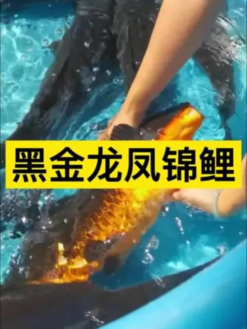 龍鳳錦鯉圖片【龍鳳錦鯉和蝴蝶鯉怎么區分】