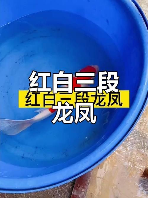 龍鳳錦鯉圖片【龍鳳錦鯉和蝴蝶鯉怎么區分】