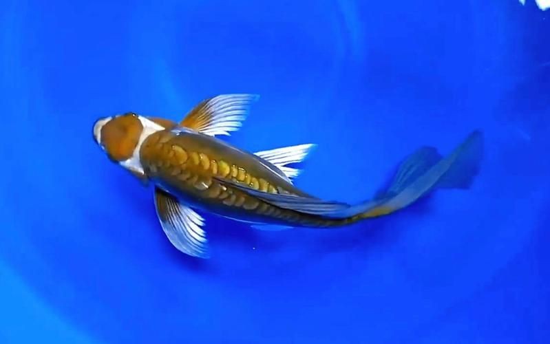 龍鳳錦鯉圖片【龍鳳錦鯉和蝴蝶鯉怎么區分】